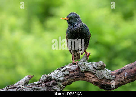 Étourneau sansonnet / l'étourneau sansonnet (Sturnus vulgaris) perché sur l'arbre dans la direction générale Banque D'Images