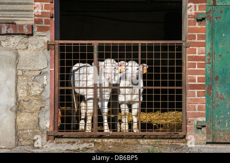 Curieux deux veaux blancs marqués avec les fonds réservés à l'enclos à dairy farm Banque D'Images