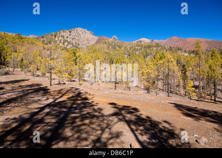 Randonnée à Paisaje Lunar près de Vilaflor, Tenerife, Canaries, Espagne Banque D'Images