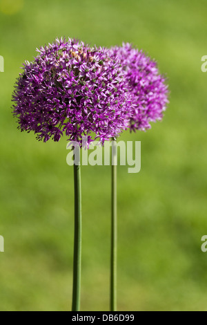 L'oignon violet alium flower close up shot Banque D'Images