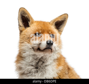 Close-up of red fox, Vulpes vulpes, looking up against white background Banque D'Images