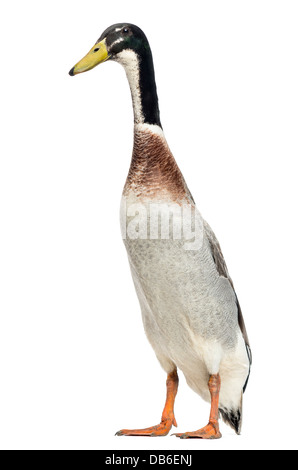 Coureur indien mâle, Anas platyrhynchos Canard domestique, standing against white background Banque D'Images