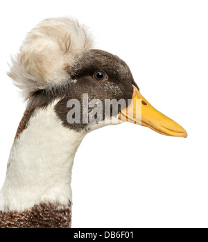 Close up of Male Crested Duck, lophonetta specularioides, against white background Banque D'Images