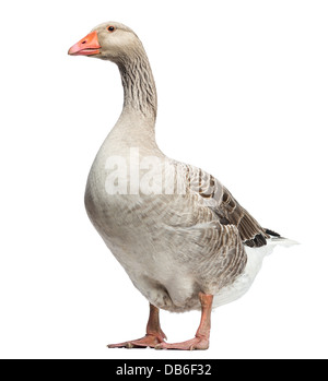 L'oie domestique, Anser anser domesticus, standing against white background Banque D'Images