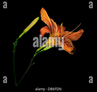 Hémérocalle naturalisés, éclairage spectaculaire Banque D'Images