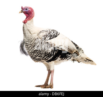 Wild Turkey, Meleagris gallopavo, standing against white background Banque D'Images