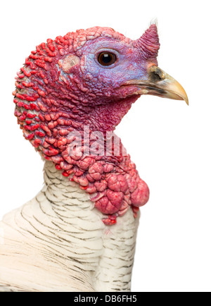 Close-up de Wild Turkey, Meleagris gallopavo, standing against white background Banque D'Images