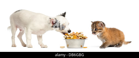 Chihuahua chiot mangeant de la cuvette avec Asian golden cat watching in front of white background Banque D'Images