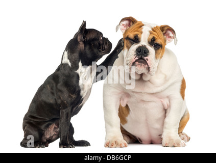 Bouledogue français bouledogue anglais toucher in front of white background Banque D'Images