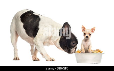 Le français Bull dog sniffing à Chihuahua chiot dans un bol contre fond blanc Banque D'Images