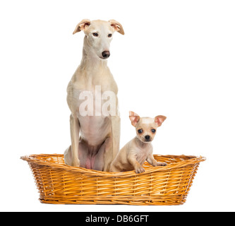 Whippet et Chihuahua chiot dans panier en osier contre fond blanc Banque D'Images