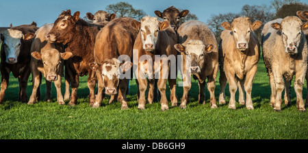 Style panoramique vue panoramique vue d'un troupeau de vaches debout dans une ligne. Banque D'Images