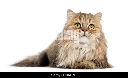 British Longhair chat couché et à la recherche à fond blanc Banque D'Images