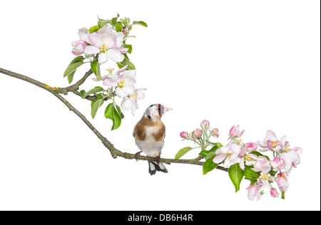 Chardonneret élégant, Carduelis carduelis, perché sur un rameau en fleurs against white background Banque D'Images