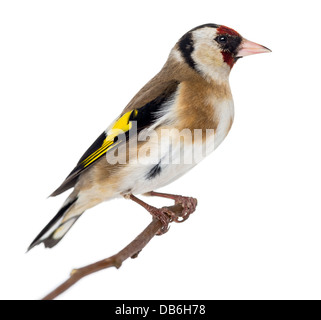 Chardonneret élégant, Carduelis carduelis, perché sur une branche à l'arrière-plan blanc Banque D'Images