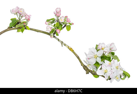 Branche de cerisier, Prunus serrulata japonais, un essor contre fond blanc Banque D'Images