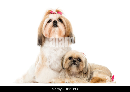 Deux Shih Tzu assis et couché à côté de l'autre contre fond blanc Banque D'Images