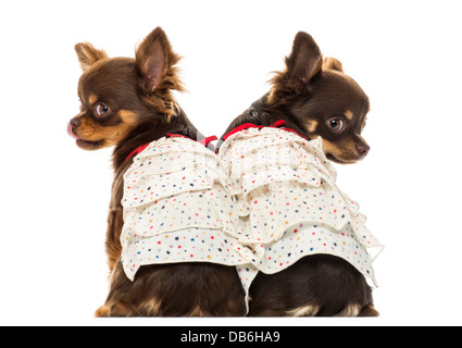 Vue arrière des deux Chihuahuas dressed up against white background Banque D'Images
