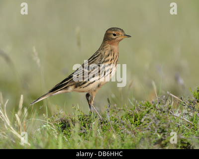 Pipit à gorge rousse Anthus cervinus Banque D'Images