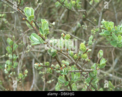 Hibou willow Salix aurita ( ) au printemps, UK Banque D'Images