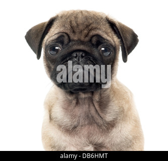 Close-up of puppy Pug, l'âge de 2 mois, regardant la caméra contre fond blanc Banque D'Images