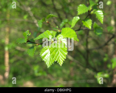 Bouleau pubescent (Betula pubescens ) au printemps, UK Banque D'Images