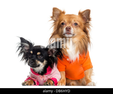 Deux Chihuahuas vêtus contre fond blanc Banque D'Images