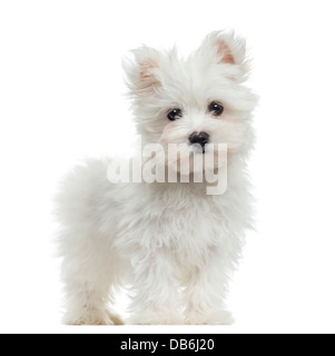 Chiot maltais, 2 mois, standing against white background Banque D'Images