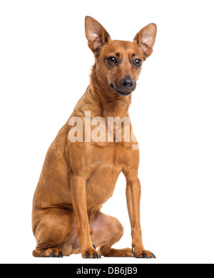 Pinscher allemand assis contre fond blanc Banque D'Images