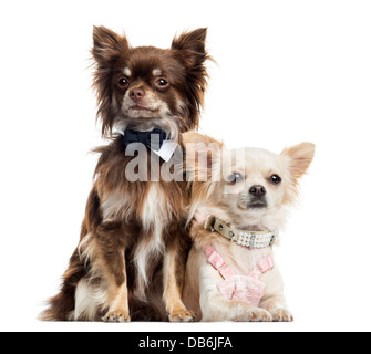 Deux Chihuahuas vêtus contre fond blanc Banque D'Images