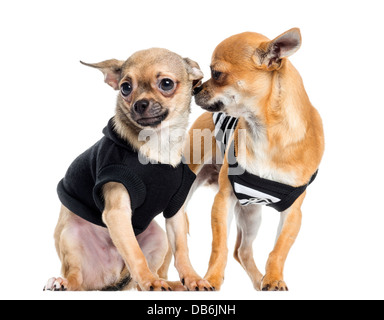 Deux Chihuahuas dressed up against white background Banque D'Images