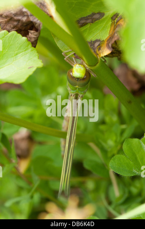 Les Southern Hawker dragonfly (Aeshna cyanea) sur l'étang de carex. L'élargissement des ailes et le durcissement. Banque D'Images