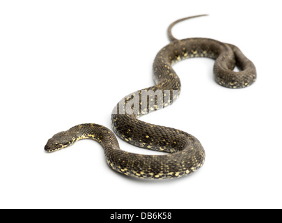 Whip vert serpent, Hierophis viridiflavus, against white background Banque D'Images