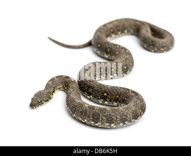 Whip vert serpent, Hierophis viridiflavus, against white background Banque D'Images