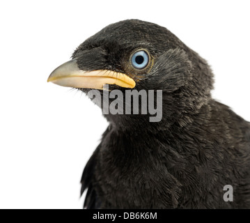 Close up of Western Jackdaw, Corvus monedula, 20 jours contre fond blanc Banque D'Images