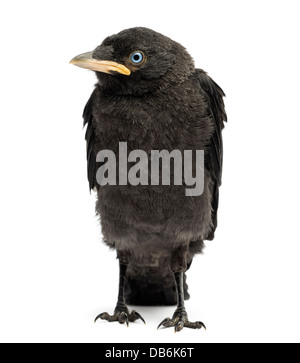 Western Jackdaw, Corvus monedula, 20 jours contre fond blanc Banque D'Images