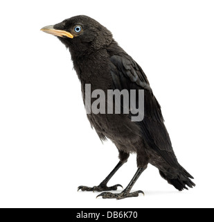 Western Jackdaw, Corvus monedula, 20 jours contre fond blanc Banque D'Images