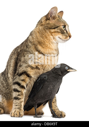 Western Jackdaw, Corvus monedula, Cat et à la recherche dans le même sens contre fond blanc Banque D'Images