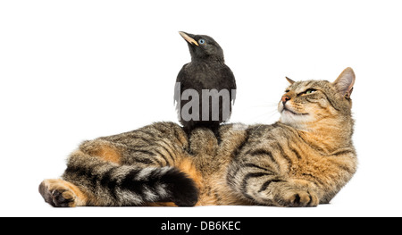 Western Jackdaw, Corvus monedula, perché sur cat, à la recherche dans le même sens contre fond blanc Banque D'Images