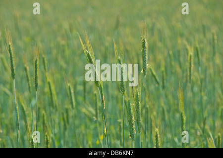 De vastes champs de blé vert sain le mûrissement des cultures Banque D'Images