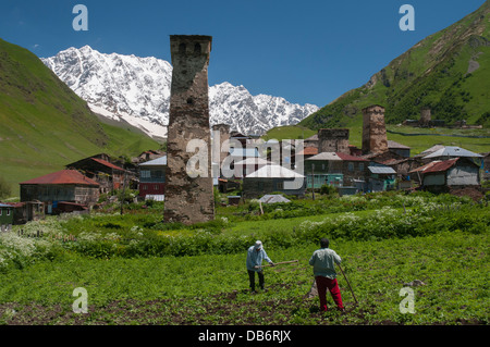 Tendant les cultures en Ushguli, définitivement la plus haute d'Europe-village habité Banque D'Images