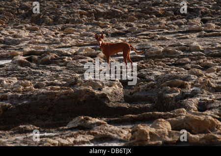 Le pharaon hound pure race chien maltais dans les salines traditionnelles off Xwejni bay dans l'île de Gozo, l'île soeur de Malte Banque D'Images