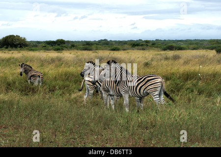 Le zèbre de Burchell (Equus quagga) Banque D'Images