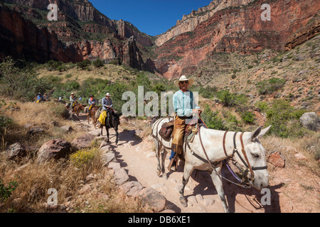 Les Mules sur le Bright Angel Trail, South Rim, le Parc National du Grand Canyon, Arizona. Banque D'Images