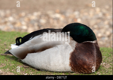 Canard colvert dormir sur l'herbe Banque D'Images