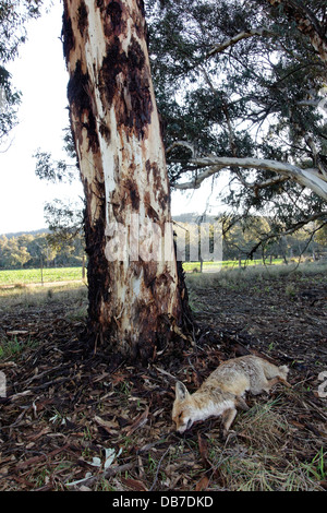 Dead Fox ( Vulpes vulpes ) fixant à côté d'un eucalyptus près de terres agricoles, l'ouest de l'Australie Banque D'Images