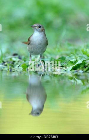Nightingale (Luscinia megarhynchos) avec son reflet dans l'eau Banque D'Images