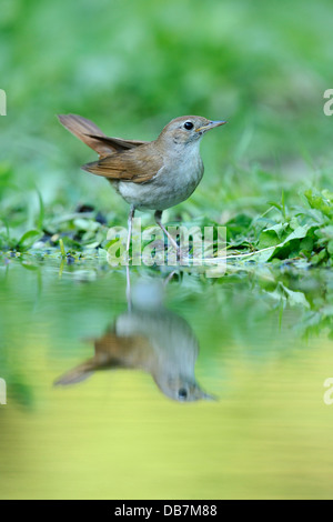 Nightingale (Luscinia megarhynchos) avec son reflet dans l'eau Banque D'Images