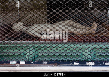 Mannequin dans la fenêtre d'un magasin abandonné à Athènes, Grèce Banque D'Images