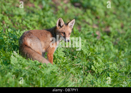 Les jeunes renards (Vulpes vulpes) debout sur un pré Banque D'Images